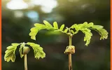 Humic Acid for Plants