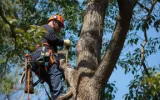  Stump Grinding & Stump Removal Services in Albany, NY
