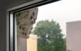 wasp-control-melbourne