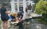 Build a Koi Pond